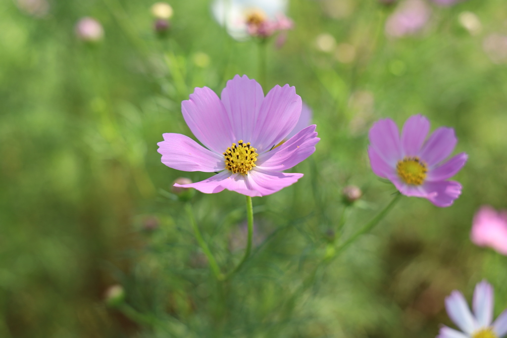 秋桜