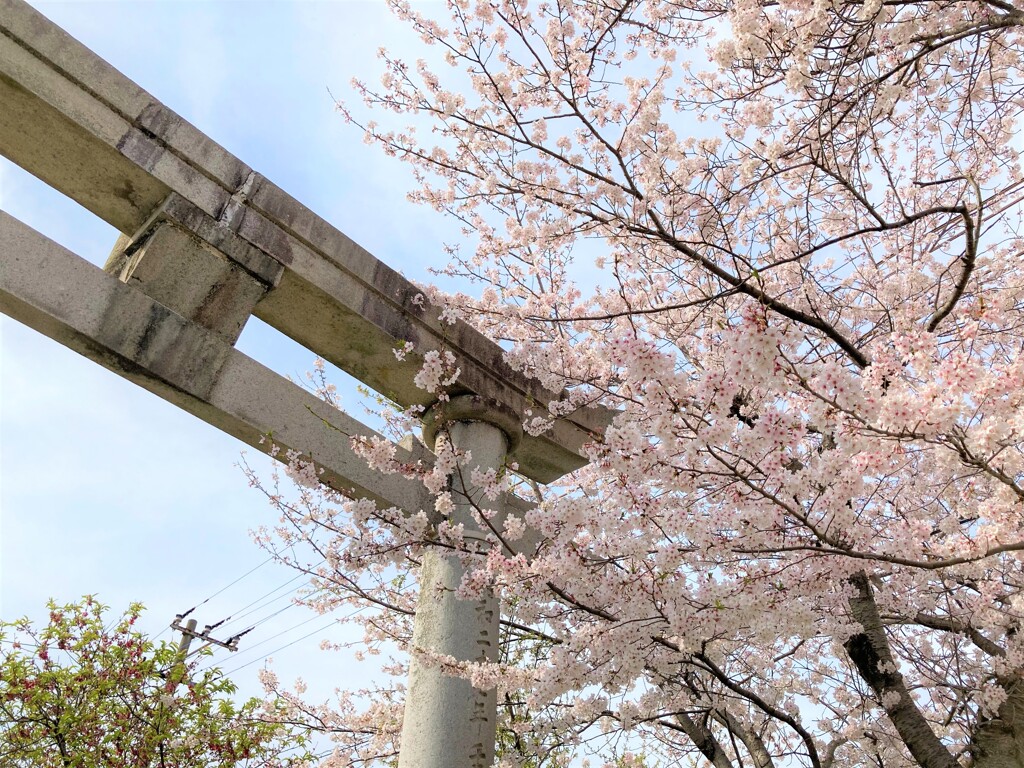 鳥居と桜