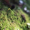 芽吹きの一幕