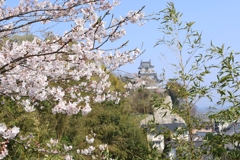 桜が城見か、城が桜見か