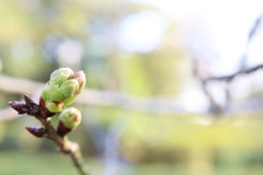 芽吹きの時