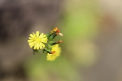 雑草にも見頃あり