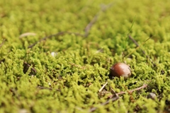 苔のおふとん