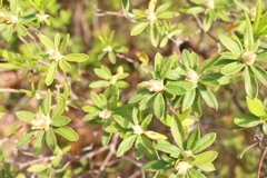 桜の次は、私たちの出番