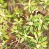 桜の次は、私たちの出番