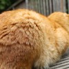 猫背