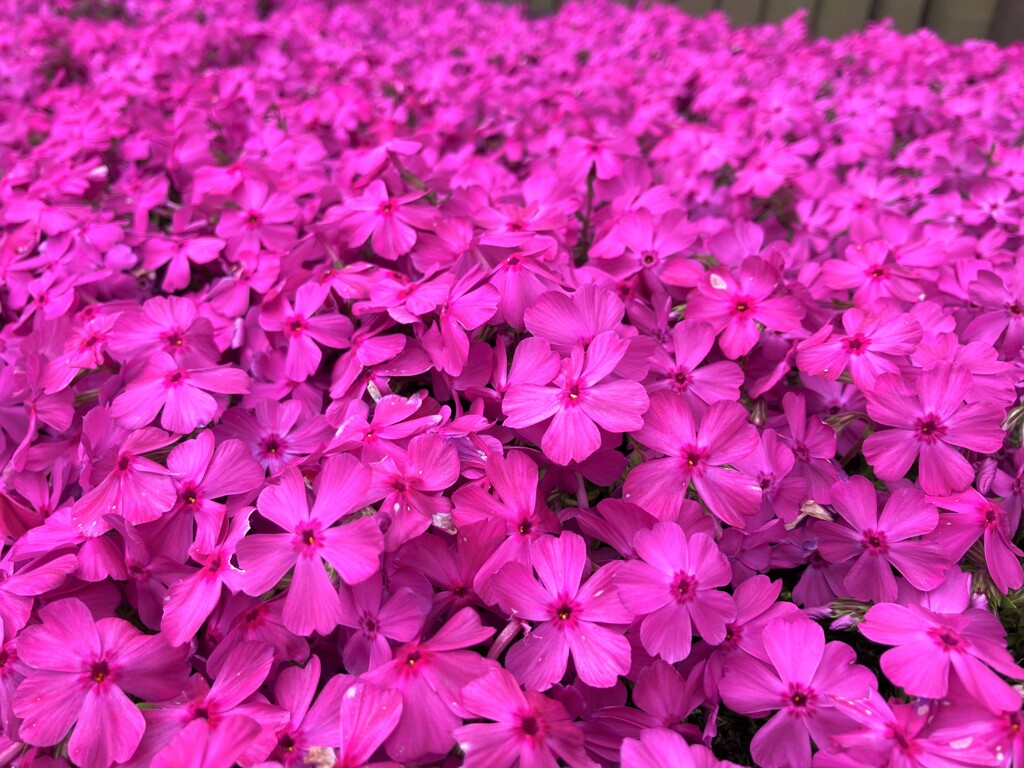 芝桜絨毯
