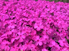 芝桜絨毯