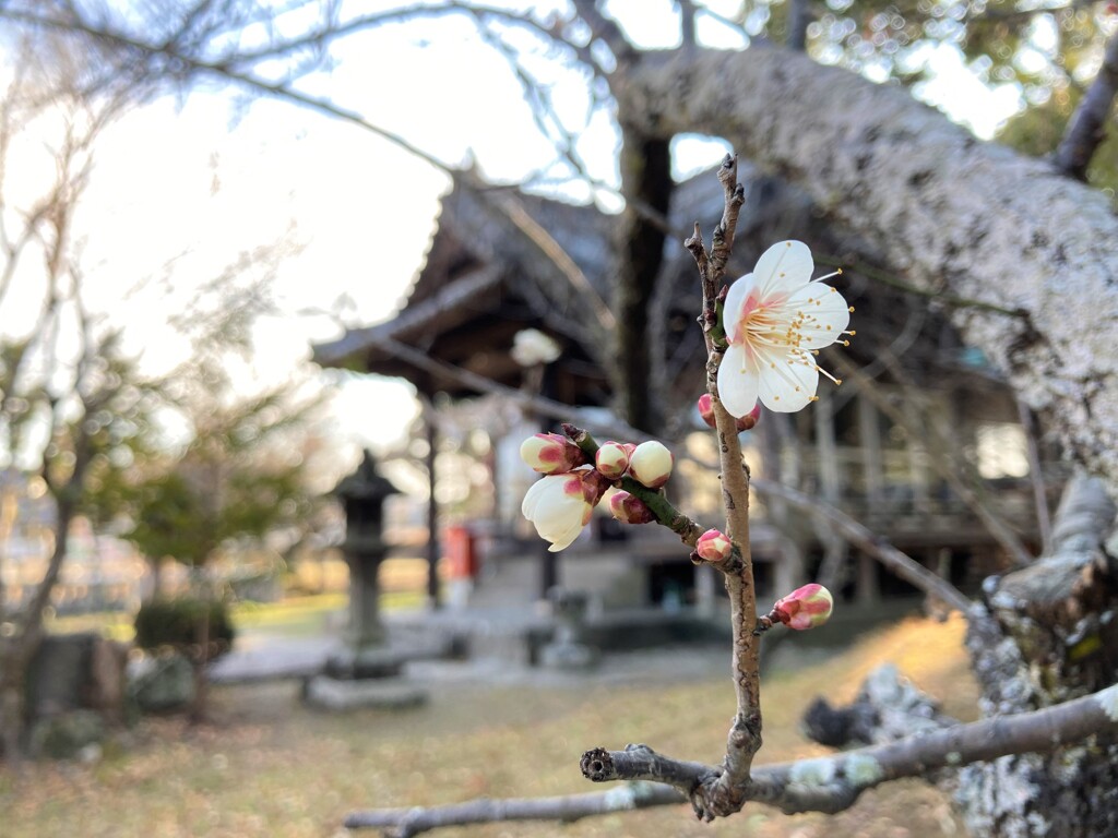 鈴なり予定地