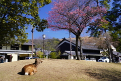 梅と鹿