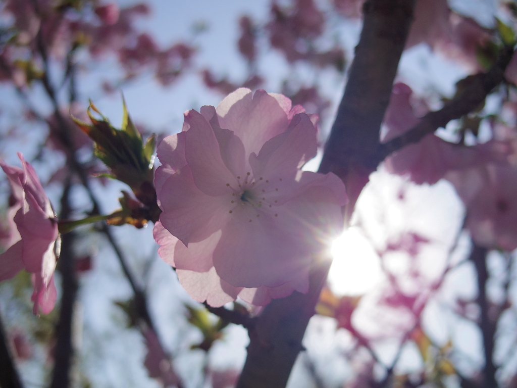 桜