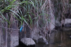 近所の河