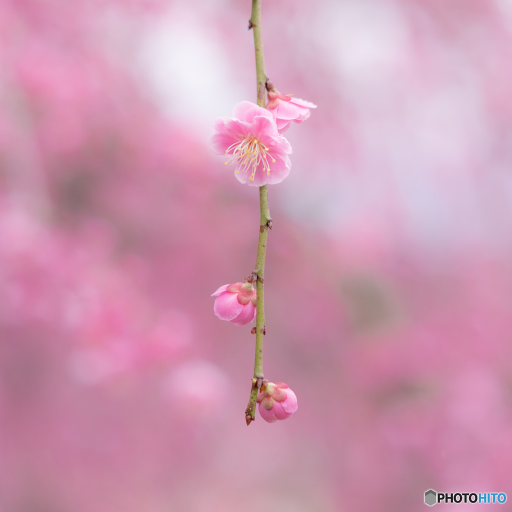 しだれ梅