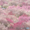 いなべ梅林公園