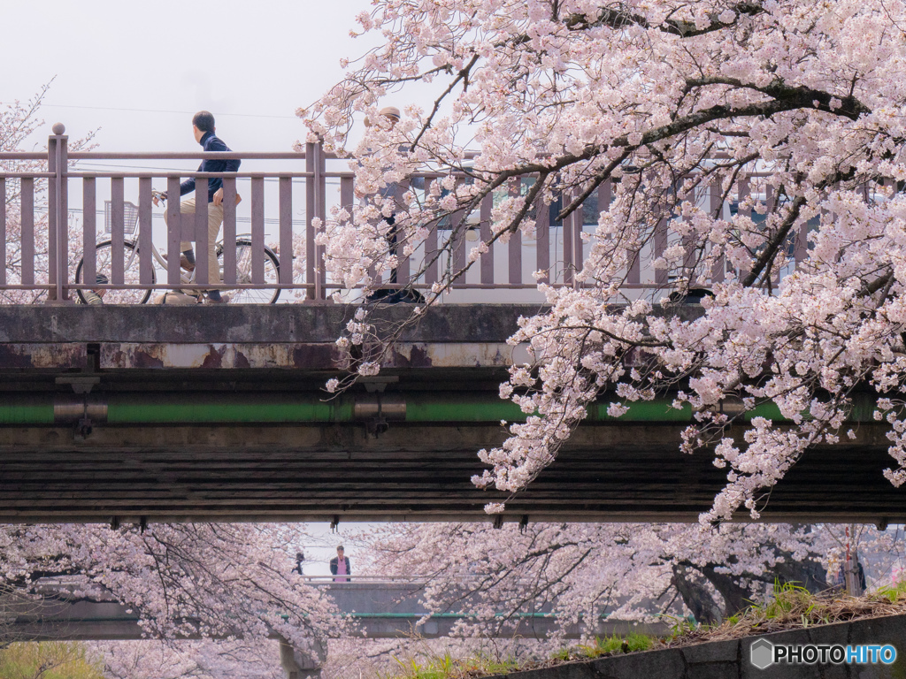 桜橋