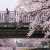桜橋