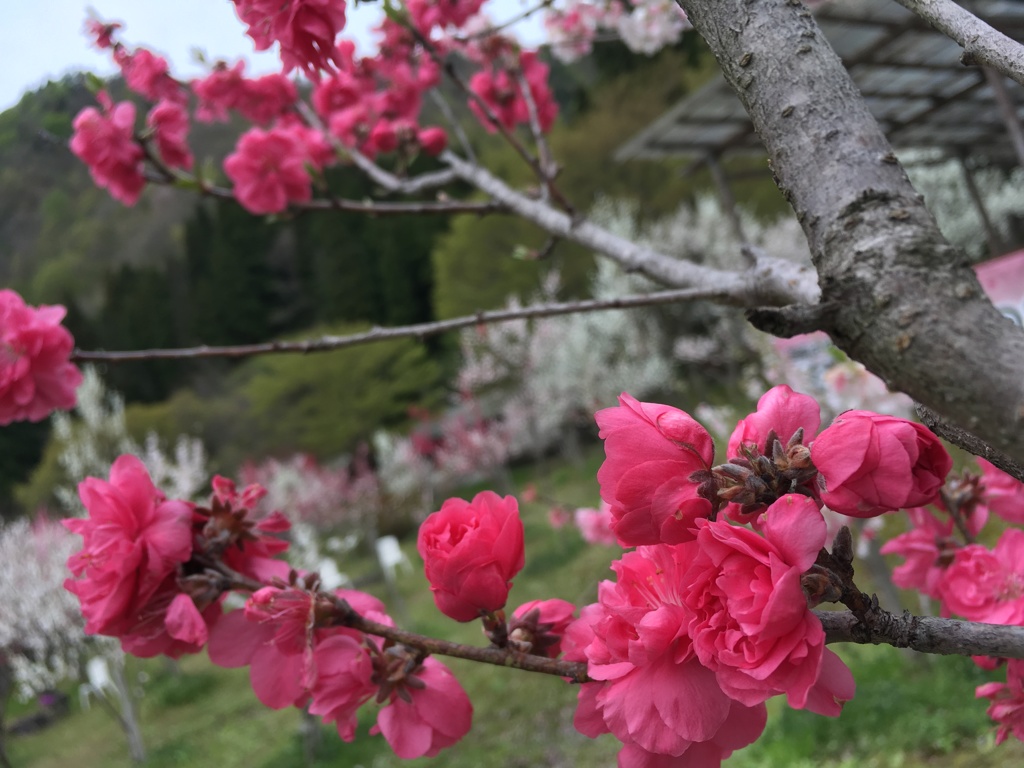 花桃3