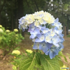紫陽花2