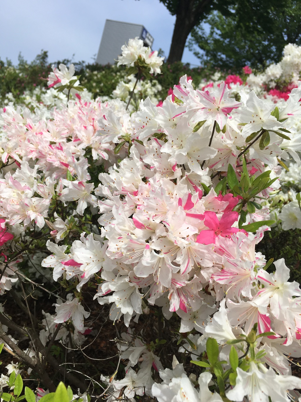 西山公園17
