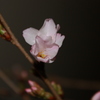 櫻