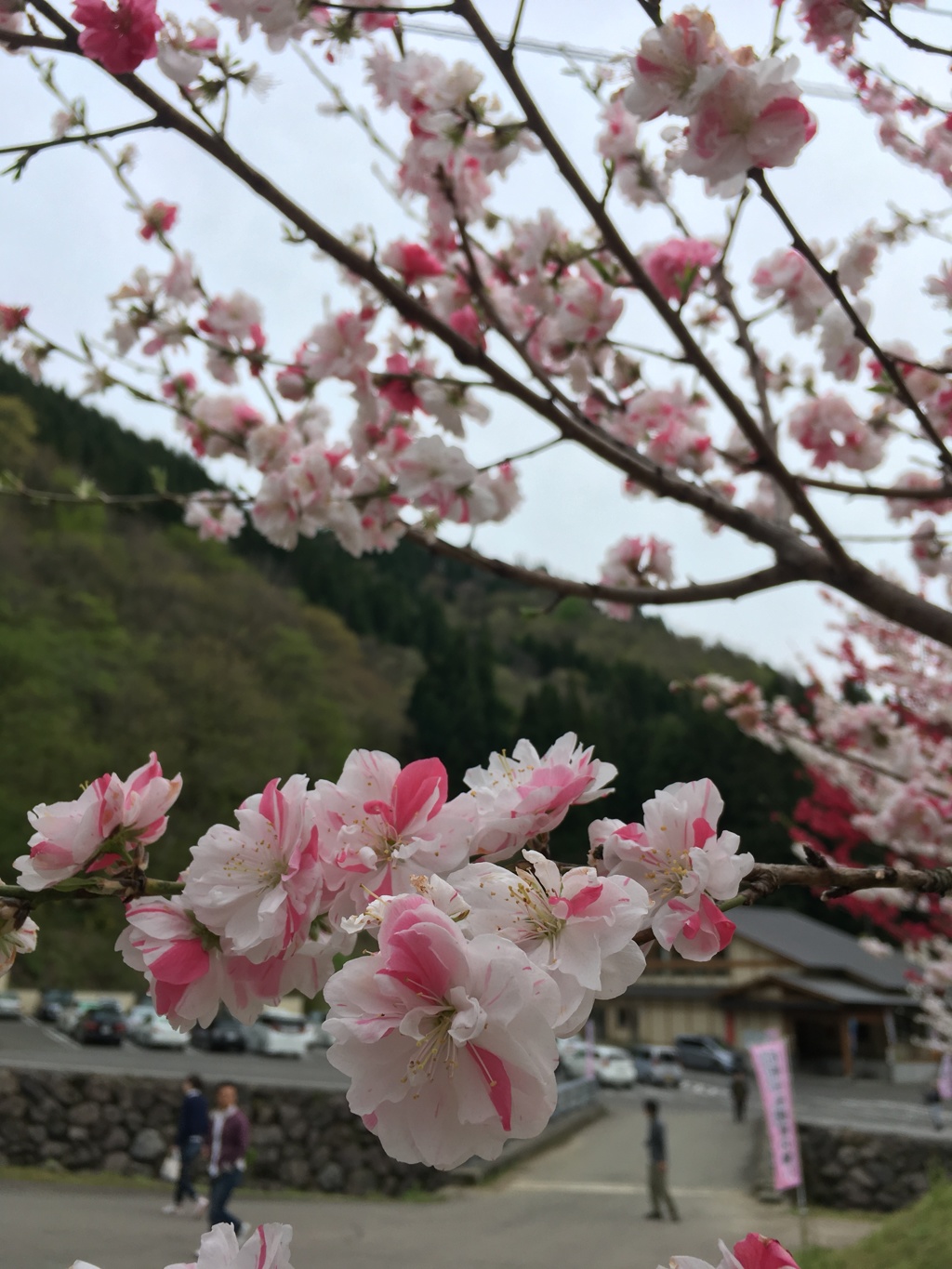 花桃7