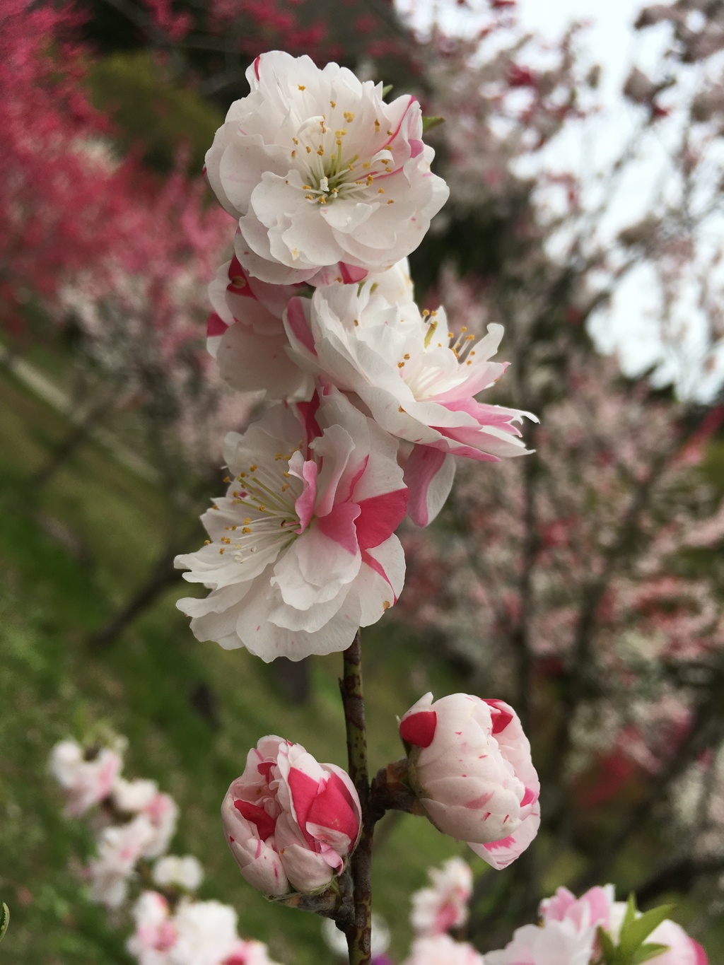 花桃4