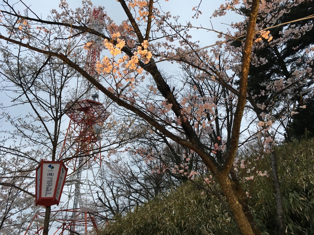 花見足羽山1