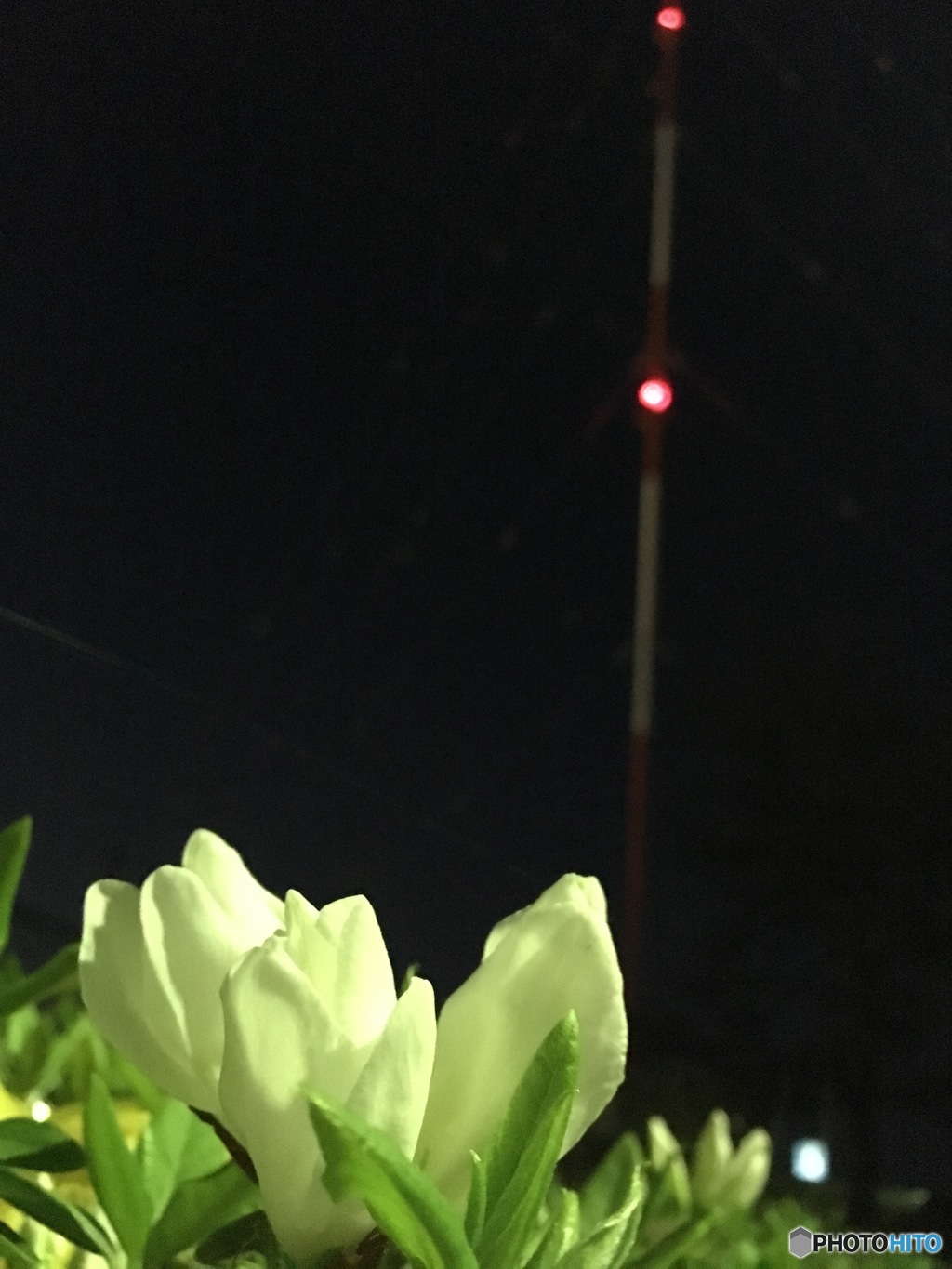 蕾