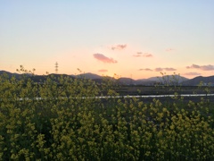 夕焼け2