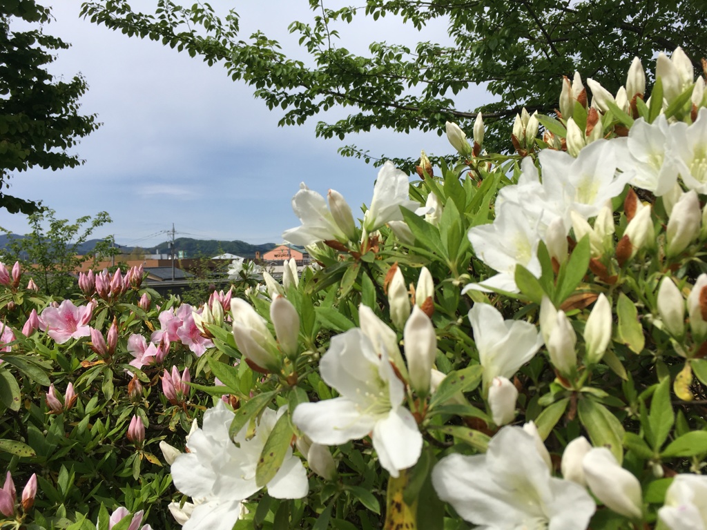 西山公園21