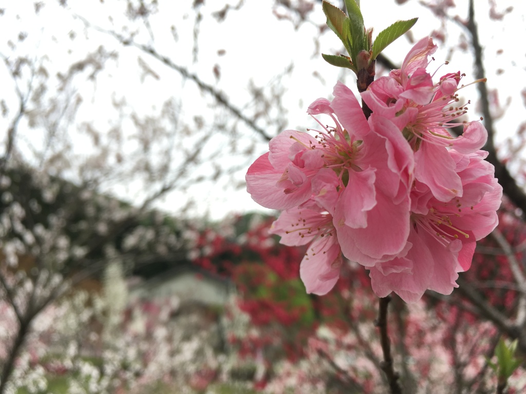 花桃5