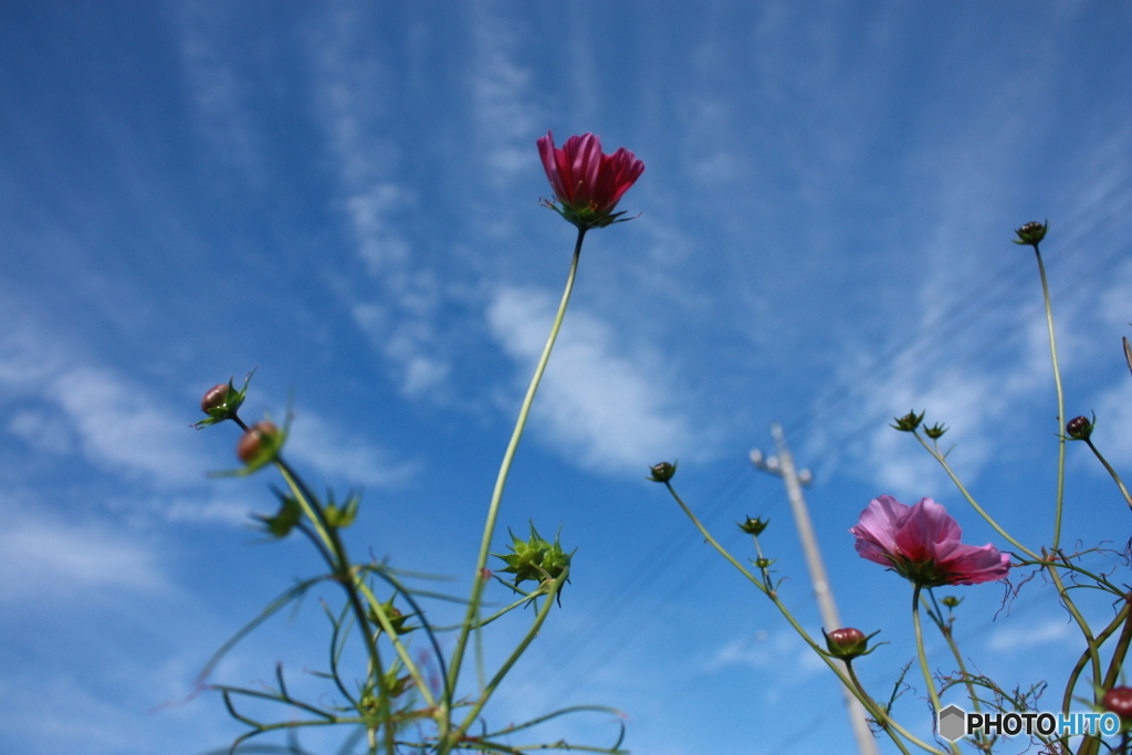 秋桜6 すくすくと