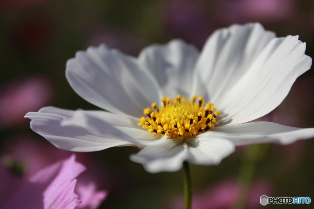 秋桜7　白