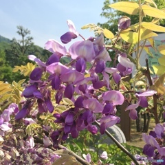 藤①