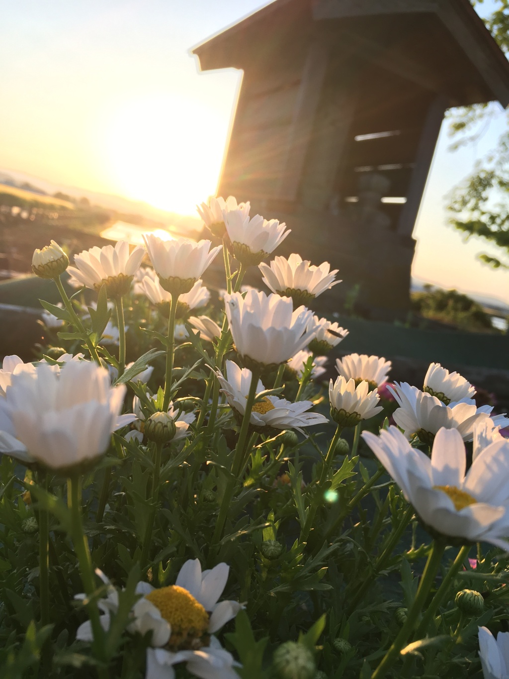 夕日に照らされて