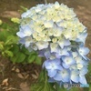 紫陽花