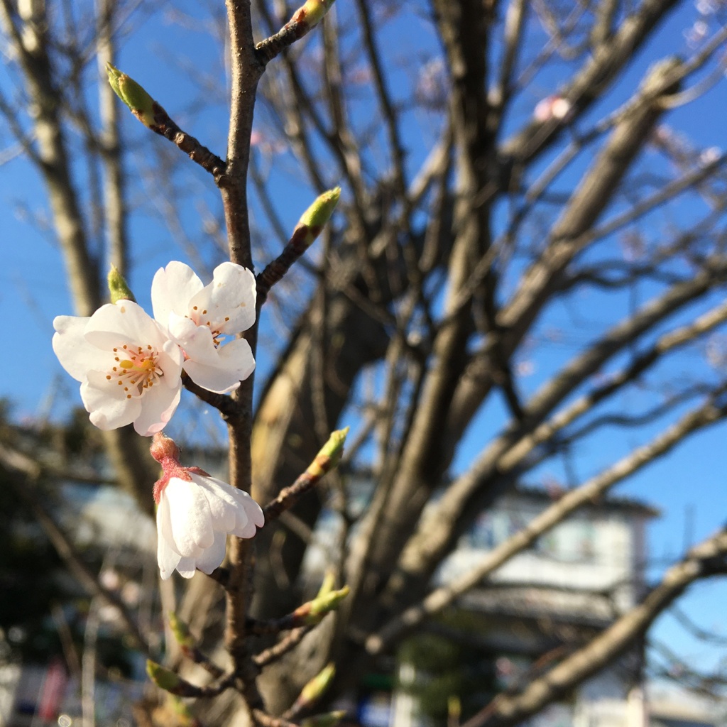 桜