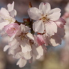 春9
