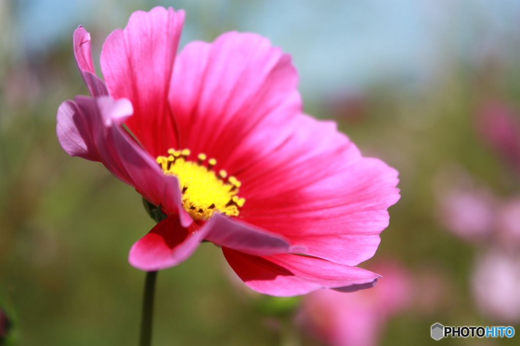 秋桜5
