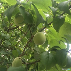 実り