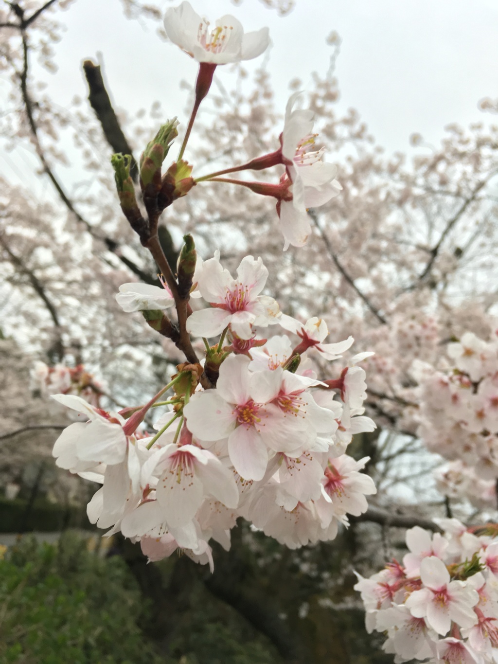 花見足羽山2