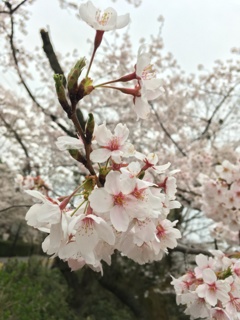 花見足羽山2