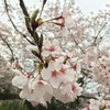花見足羽山2