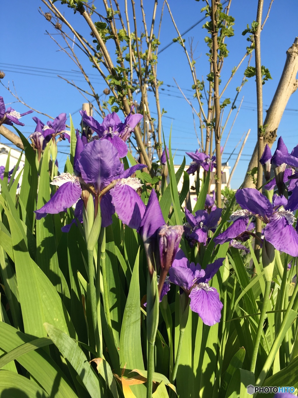 菖蒲1