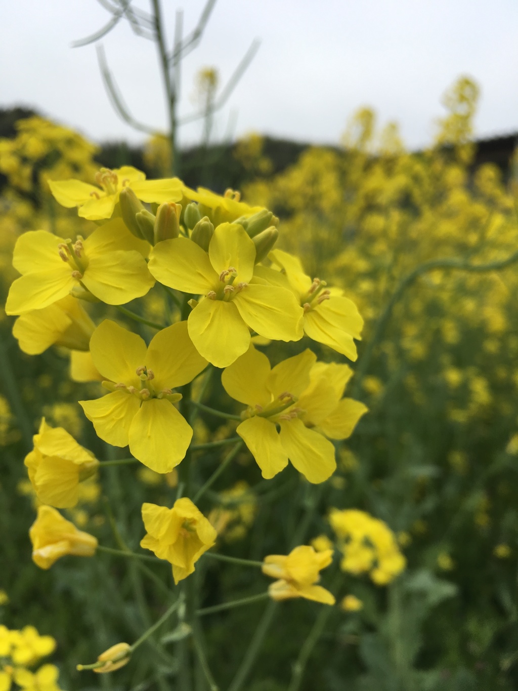 菜の花1