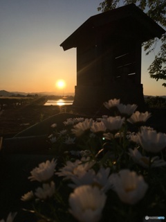 夕日と花