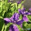菖蒲2