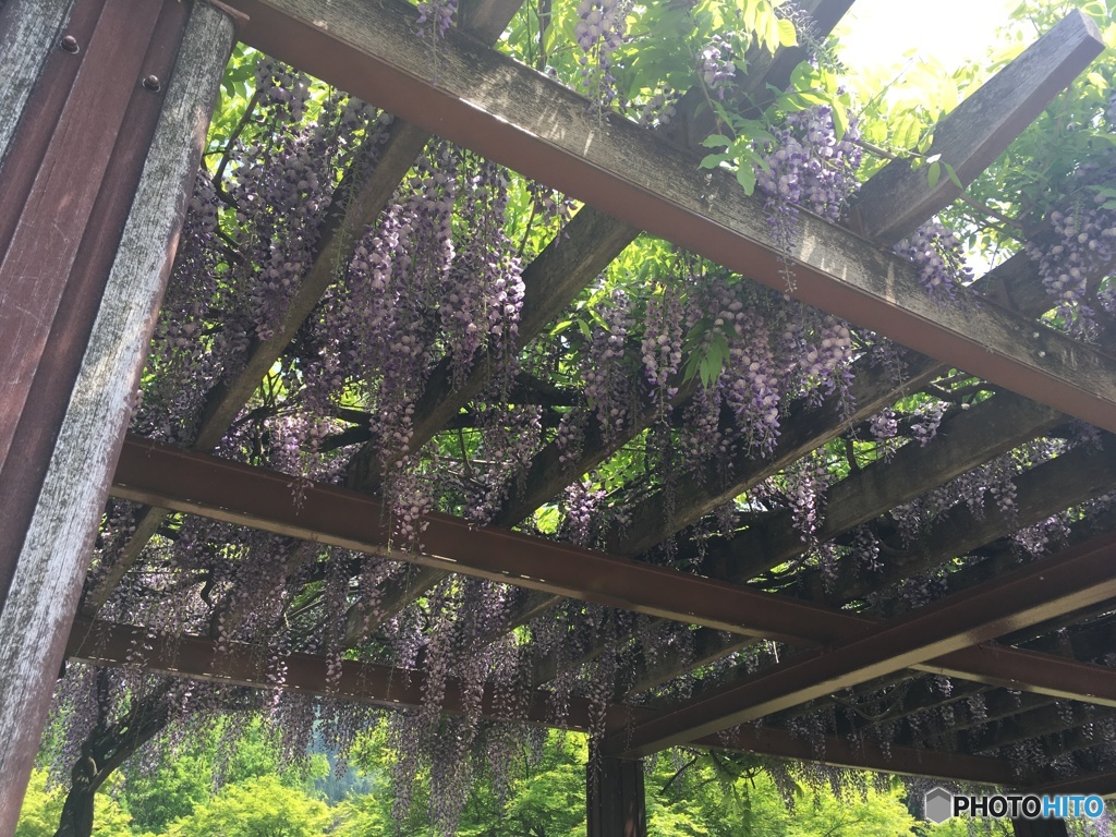 藤棚①