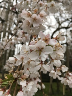 花見足羽山5