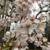 花見足羽山5
